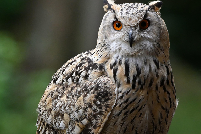 Ruhla: bilhete para um espetáculo aéreo com águias, corujas e muito mais.Ruhla: Bilhete para um show aéreo com águias, corujas e outros animais