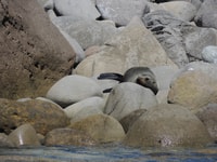 Whitianga, Cathedral Cove, Cruise, Caves and Snorkeling Tour - Housity