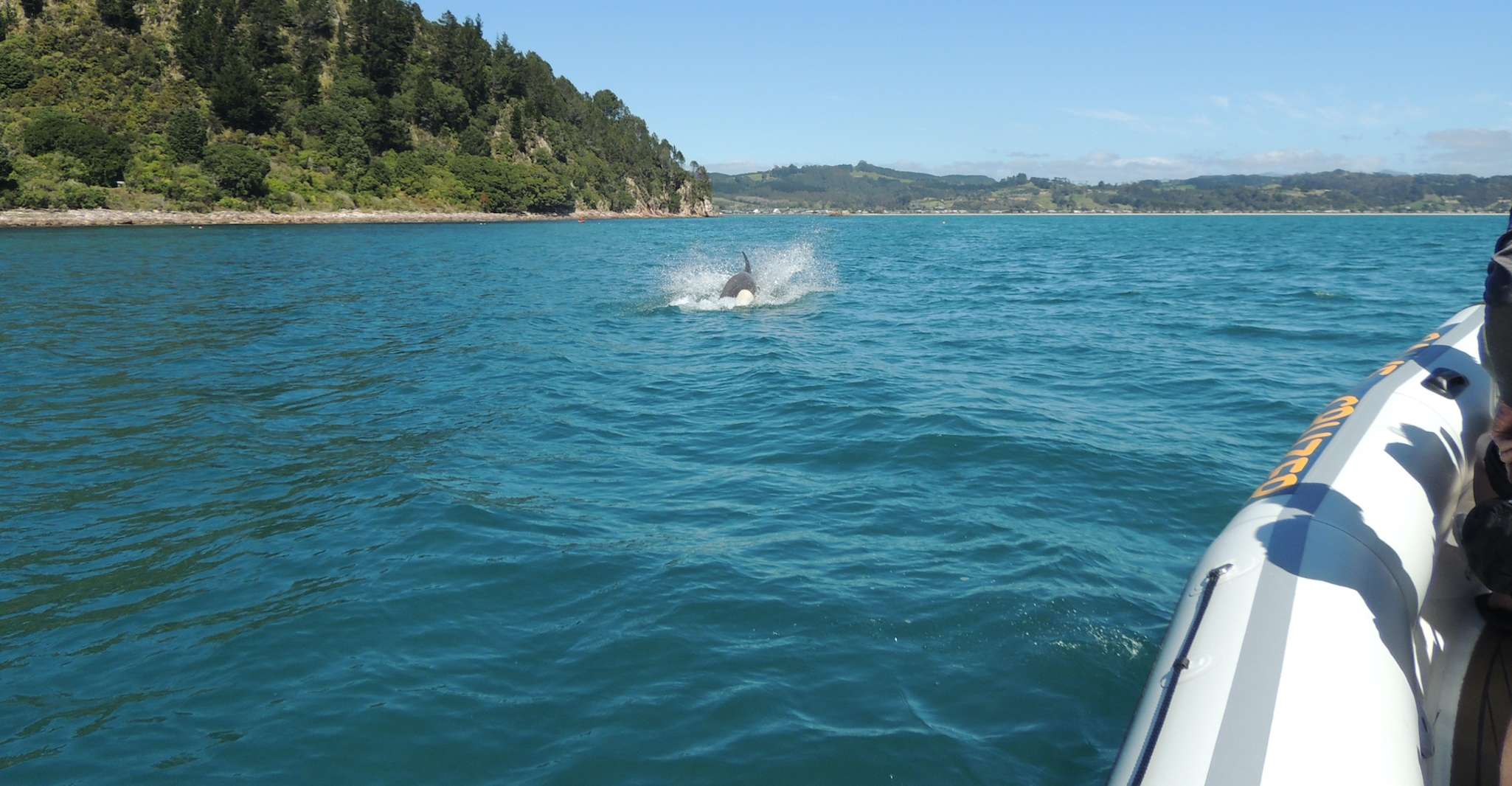Whitianga, Cathedral Cove, Cruise, Grotte e Snorkeling Tour - Housity