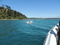 Whitianga, Cathedral Cove, Cruise, Caves and Snorkeling Tour - Housity