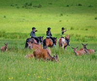 Kerry, Guided Horse Riding Tour in Killarney National Park - Housity
