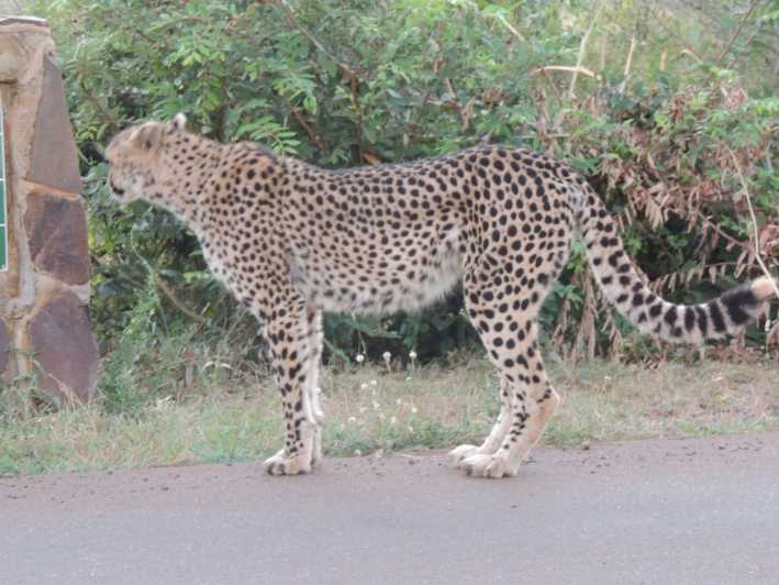 Parc Marloth : Safari dans le parc national Kruger - Safari en voiture