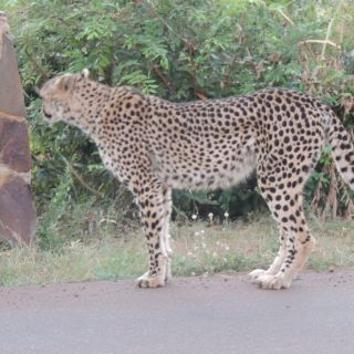 Marloth Park: Safari nel Parco Nazionale Kruger