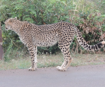 Parc Marloth : Safari dans le parc national Kruger - Safari en voiture