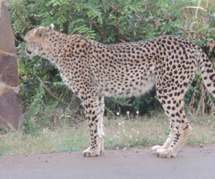 Marloth Park: Safari-safari's in het Kruger National Park