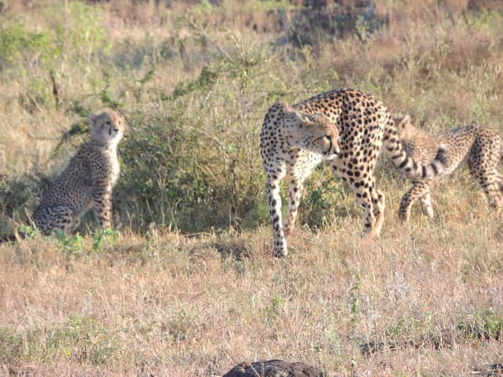 Marloth Park: Kruger National Park Safari Game Drives | GetYourGuide