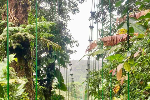 Monteverde Hanging Bridges and Night Walk Tour Rain forest night tour