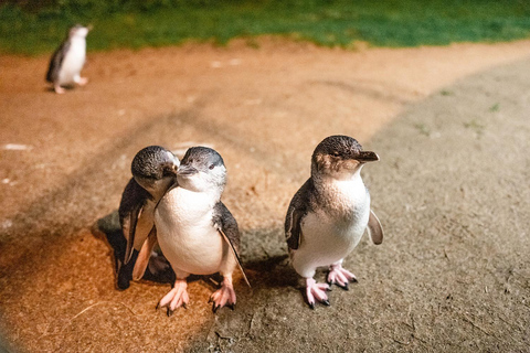 Da Melbourne: Tour espresso della parata dei pinguini di Phillip Island