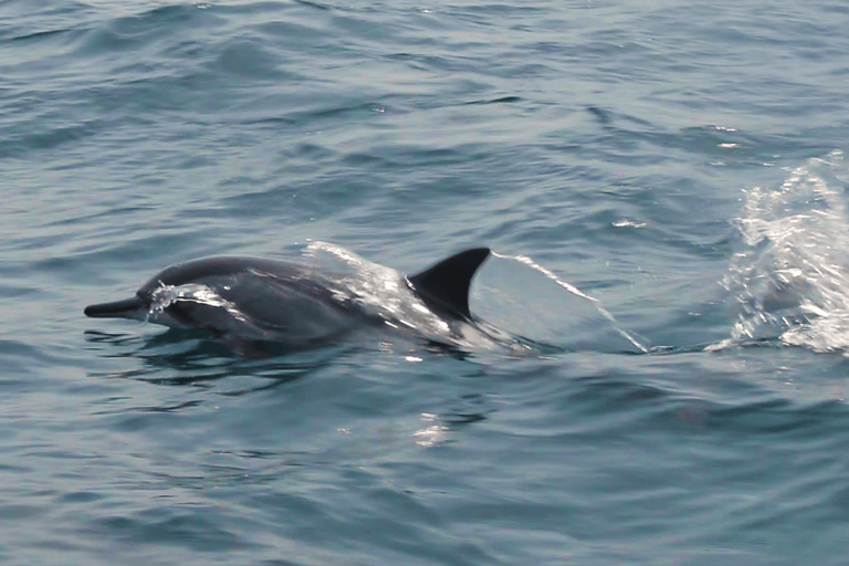 Mascate: Tour en barco para avistar delfines