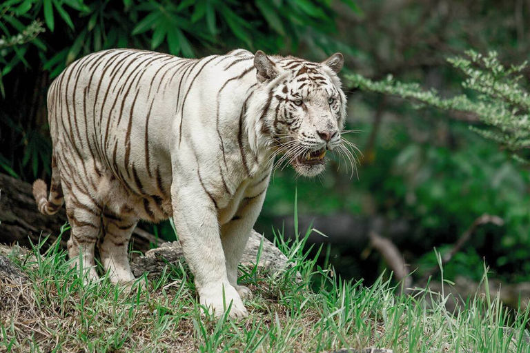 Desde la ciudad de Cebú: excursión de un día a Cebu Safari y Adventure Park