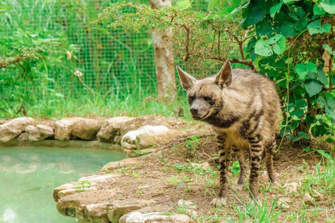 Z Cebu City: Cebu Safari i całodniowa wycieczka do parku rozrywki