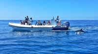Albufeira, Benagil Cave and Dolphin Sightseeing Boat Cruise - Housity