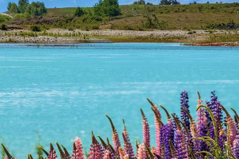 Christchurch: Mt Cook Day Tour with Lake Tekapo