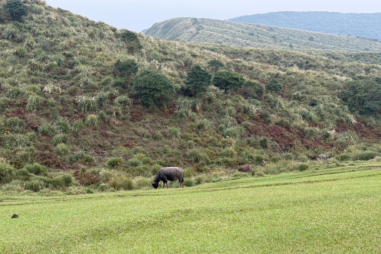 Taipei: tour guidato di Yangmingshan, Museo del Palazzo e Raohe
