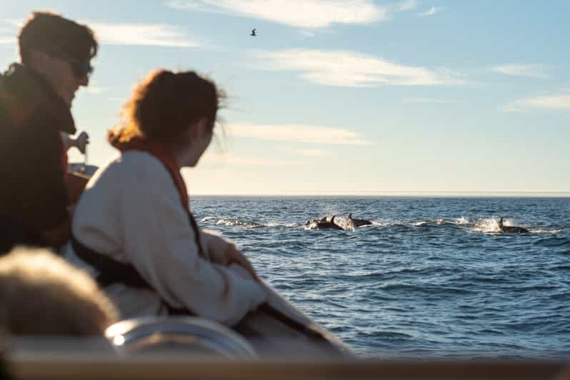 Cape Town: Ocean Wildlife Encounter Guided Boat Tour | GetYourGuide