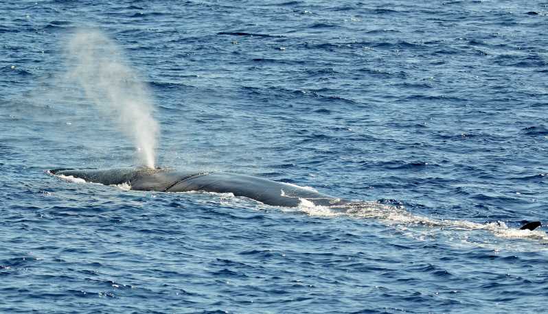 Савона: экскурсия по китообразным в заповеднике Пелагос