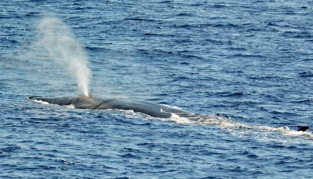 Visit Savona Pelagos Sanctuary Guided Cetacean Watching Tour in Finale Ligure