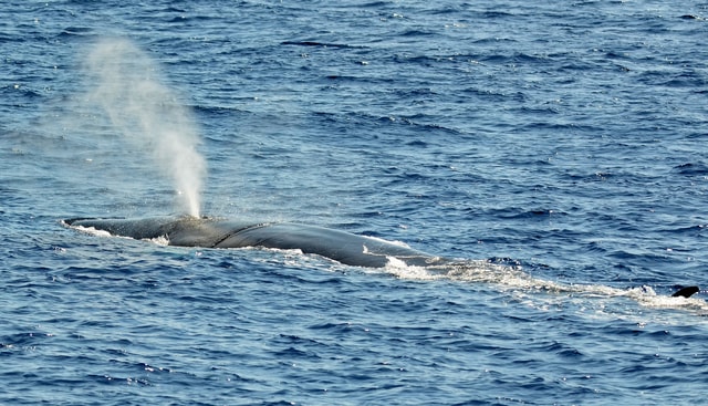 Visit Savona Pelagos Sanctuary Guided Cetacean Watching Tour in Finale Ligure