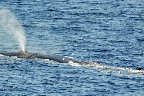 Savona: Pelagos Sanctuary Guided Cetacean Watching Tour
