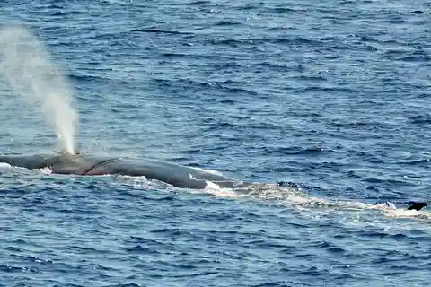 Savona: Pelagos Sanctuary Guided Cetacean Watching Tour