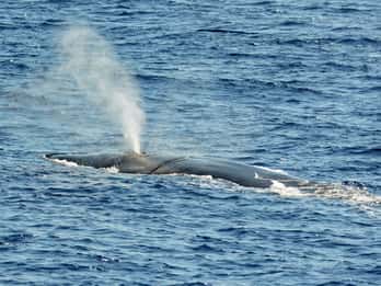 Savona: tour guiado de avistamiento de cetáceos en el santuario de Pelagos