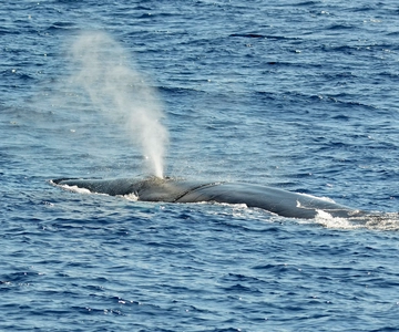 Savona: Pelagos Sanctuary Guided Cetacean Watching Tour