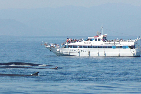 Savona: Pelagos Sanctuary Guided Cetacean Watching Tour