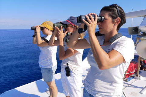 Savona: Pelagos Sanctuary Guided Cetacean Watching Tour