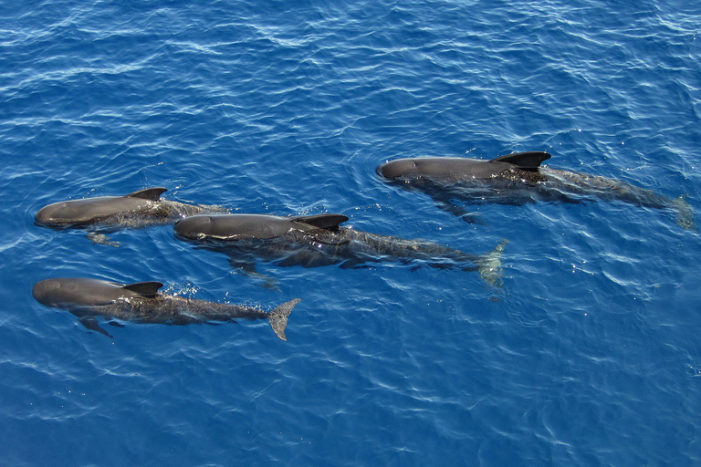 Savona: Pelagos Sanctuary Guided Cetacean Watching Tour