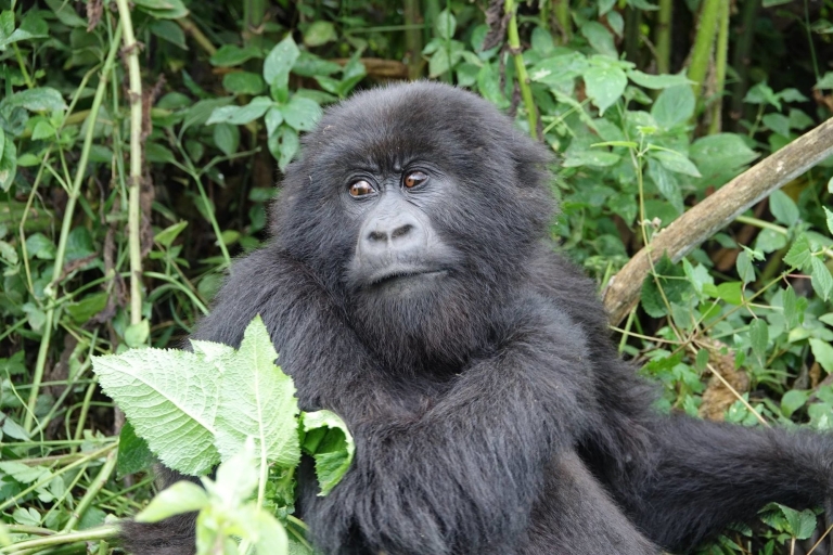 Van Kigali: 2-daagse Gorilla Trek & Bwindi National Park