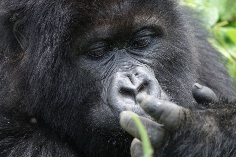 Ab Kigali: 2-tägiger Gorilla-Trek & Bwindi-Nationalpark