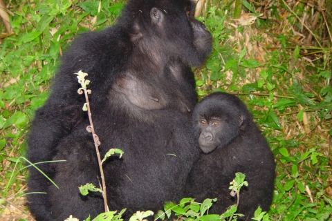 Desde Kigali: Gorilla Trek de 2 días y Parque Nacional Bwindi