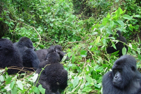 Van Kigali: 2-daagse Gorilla Trek & Bwindi National Park