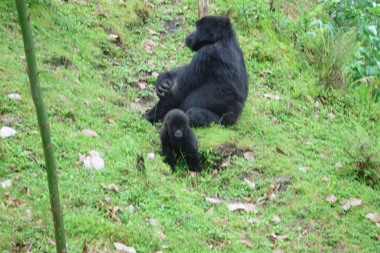 Ab Kigali: 2-tägiger Gorilla-Trek & Bwindi-Nationalpark