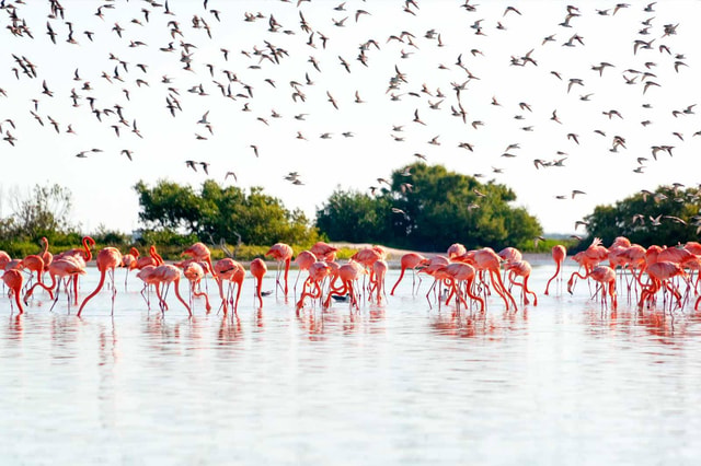 Tulum: Coloradas Pink Lake & Rio Lagartos Adventure
