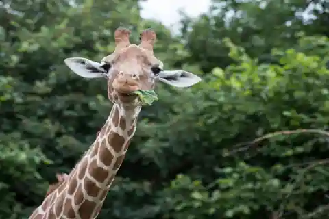 Toegangskaart voor de Whipsnade Zoo voor een hele dag