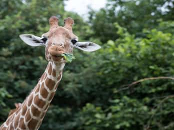 Dunstable: toegangskaart voor de Whipsnade Zoo voor een hele dag