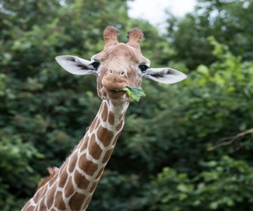 Całodniowy bilet wstępu do Whipsnade Zoo