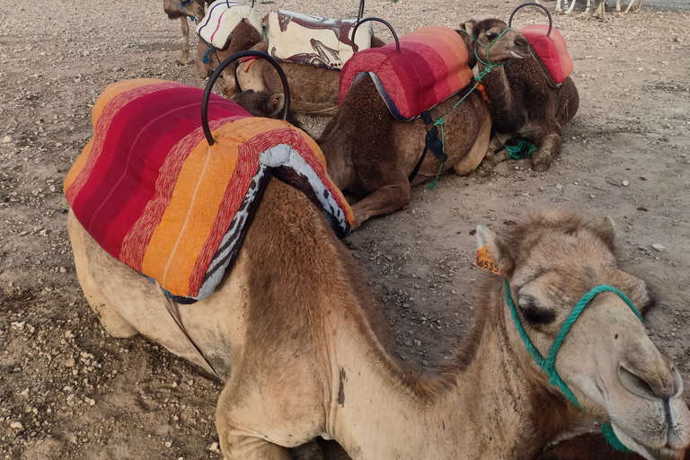 Da Marrakech: giro in cammello al tramonto nel deserto di Agafay