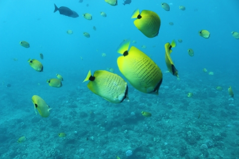 Waikiki: Snorkeling z żółwiami z występem Hula