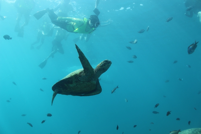 Waikiki: esnórquel de tortugas con espectáculo de hula