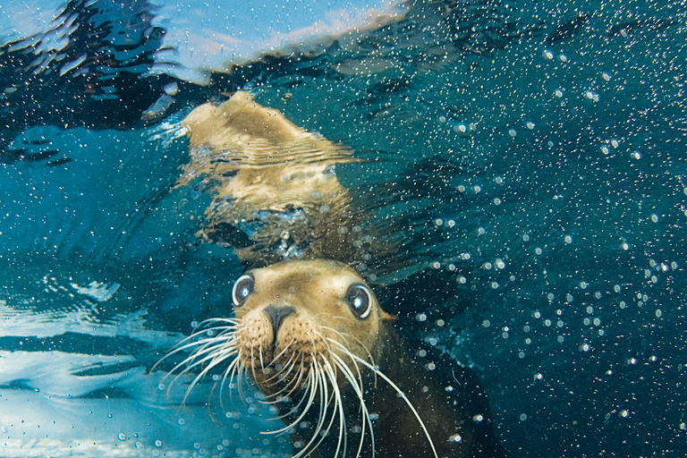 Cozumel: Sea Lion Program at Chankanaab Beach Adventure Park