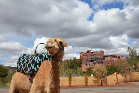 From Marrakech: Ourika Valley in High Atlas Mountains Tour