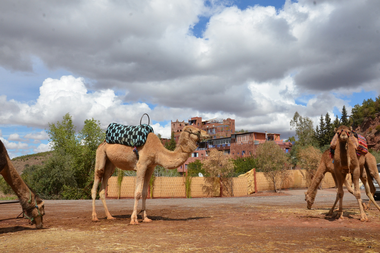 From Marrakech: Ourika Valley in High Atlas Mountains Tour