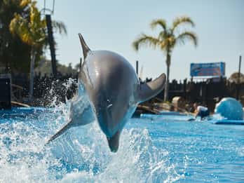 Benidorm: Biglietto d'ingresso per il Parco degli Animali Mundomar