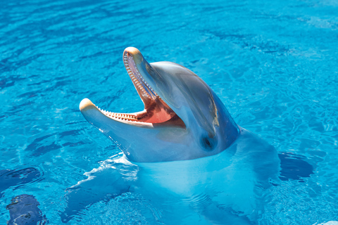 Benidorm: Mundomar Animal Park Entrance Ticket Benidorm: Mundomar Animal Park Afternoon Ticket