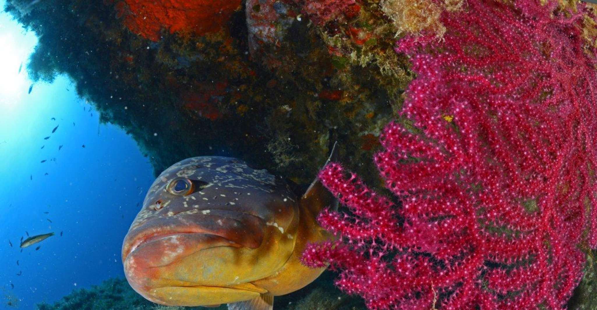 Calvi, Introduction à la plongée plongée avec un instructeur - Hizvo