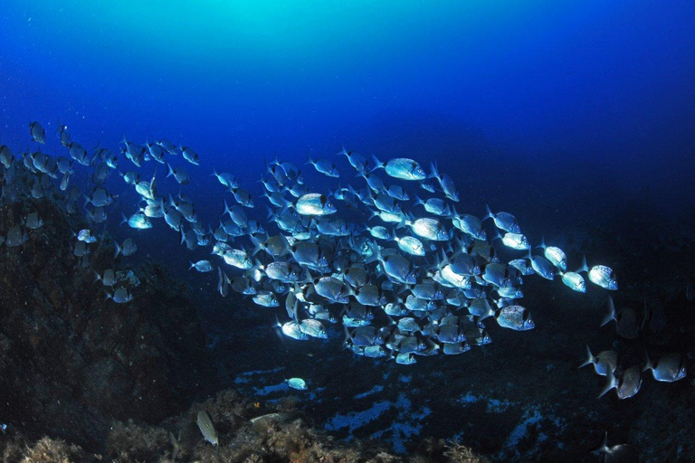 Calvi: Introducción al Buceo Bucea con un InstructorInmersión Prestige de 30 minutos