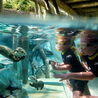 Orlando: Discovery Cove Admission Ticket & Additional Parks