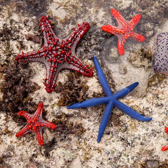 Cueva De Kuza Laguna Azul Excursi N A Las Estrellas De Mar La Roca